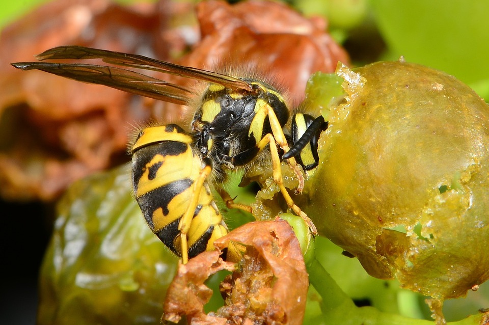 Wasp and grapes