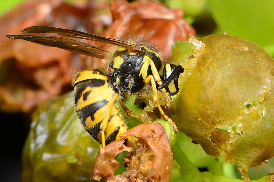 wasp on grapes