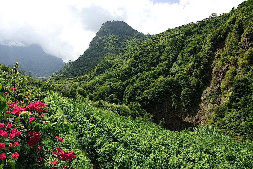 terrantez-madeira-wine